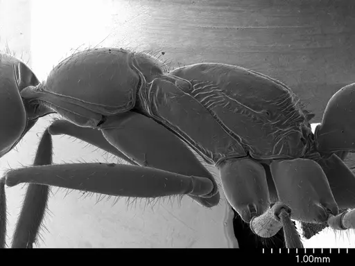 Leptogenys podenzanai specimen