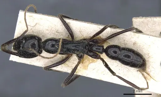 Leptogenys podenzanai - CASENT0903975