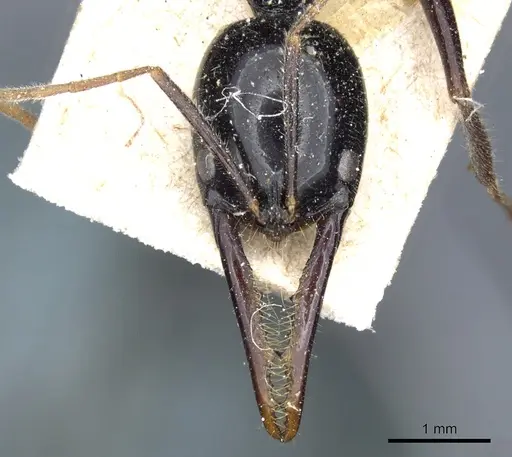 Leptogenys podenzanai - CASENT0903975