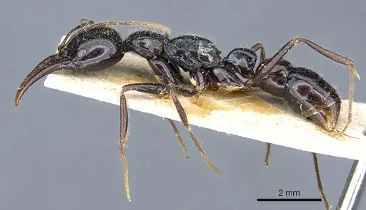 Leptogenys podenzanai - CASENT0903975