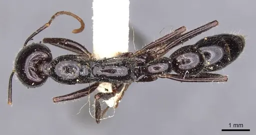 Leptogenys podenzanai - CASENT0907400