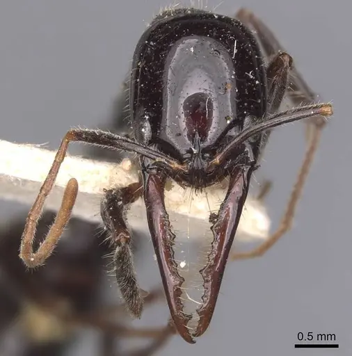 Leptogenys podenzanai - CASENT0907400