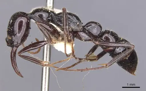 Leptogenys podenzanai - CASENT0907400