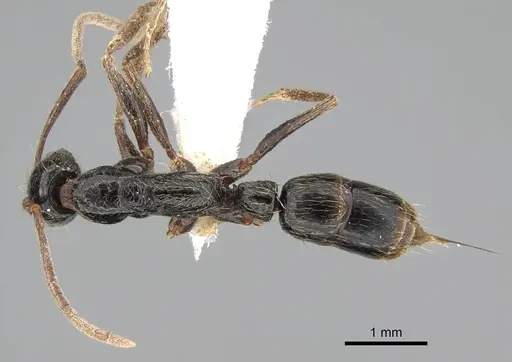 Leptogenys polaszeki specimen