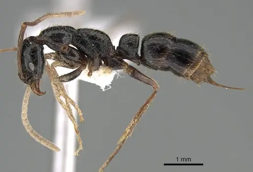 Leptogenys polaszeki specimen