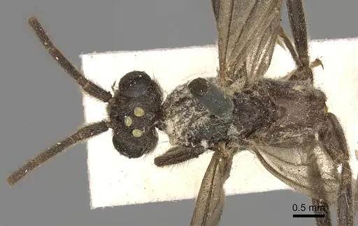 Leptogenys pompiloides specimen