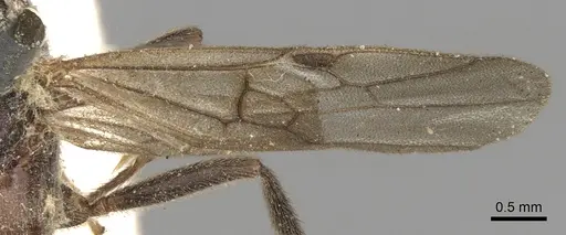 Leptogenys pompiloides specimen