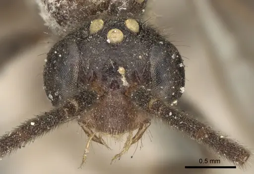 Leptogenys pompiloides specimen