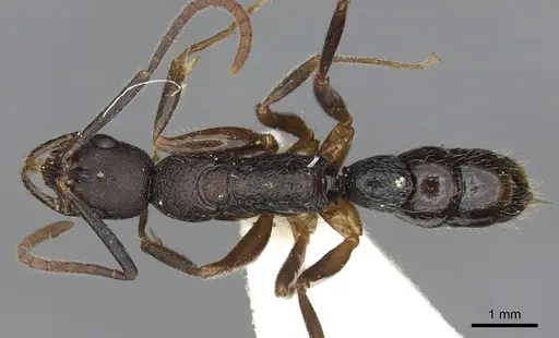 Leptogenys princeps specimen