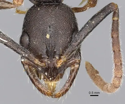 Leptogenys princeps specimen