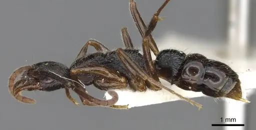 Leptogenys princeps specimen