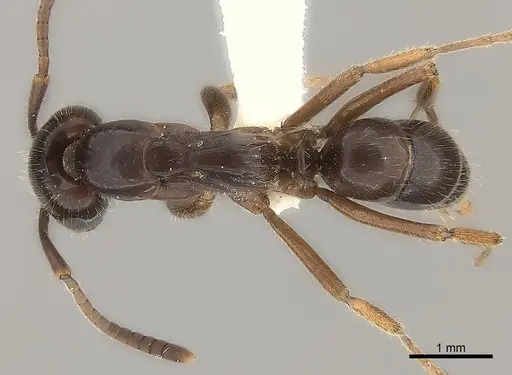 Leptogenys processionalis specimen