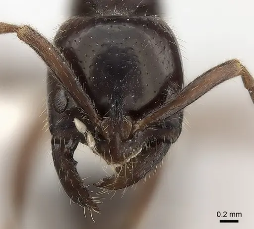 Leptogenys processionalis specimen