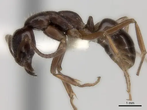 Leptogenys processionalis specimen