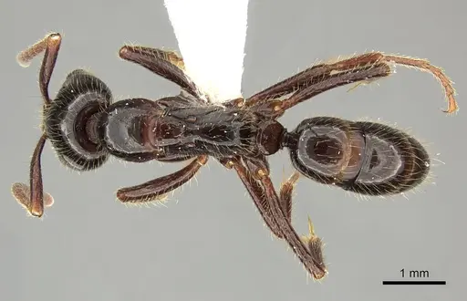 Leptogenys processionalis - CASENT0270567