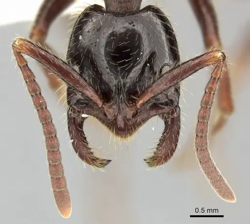 Leptogenys processionalis - CASENT0270567