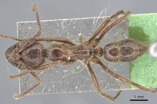 Leptogenys processionalis - CASENT0903955