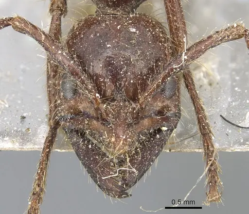 Leptogenys processionalis - CASENT0903955