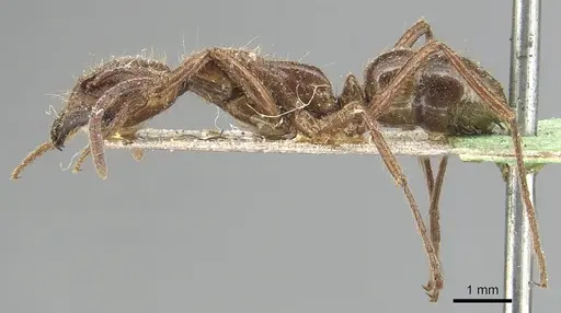 Leptogenys processionalis - CASENT0903955