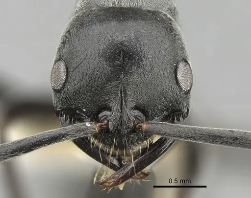 Leptogenys pruinosa specimen