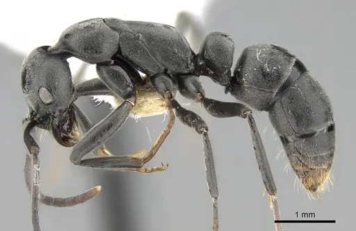 Leptogenys pruinosa specimen