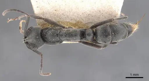 Leptogenys pruinosa - CASENT0907337