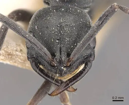 Leptogenys pruinosa - CASENT0907337