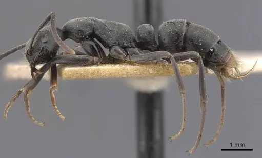 Leptogenys pruinosa - CASENT0907337