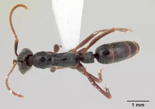 Leptogenys pubiceps specimen
