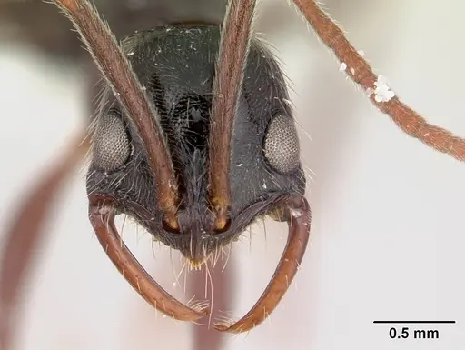 Leptogenys pubiceps specimen