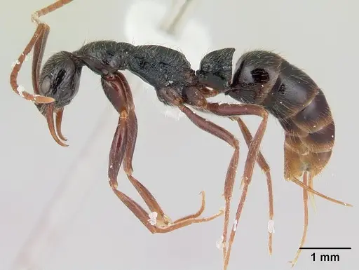 Leptogenys pubiceps specimen