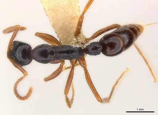 Leptogenys pubiceps - CASENT0217025