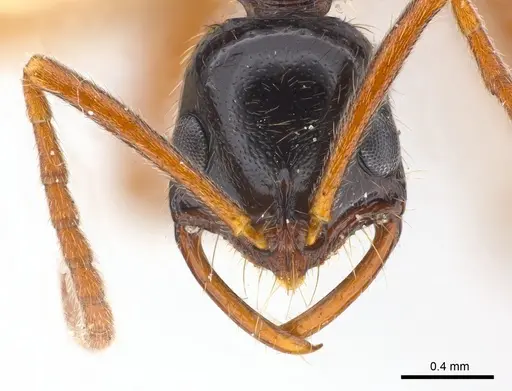 Leptogenys pubiceps - CASENT0217025