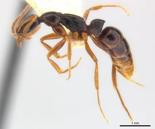 Leptogenys pubiceps - CASENT0217025