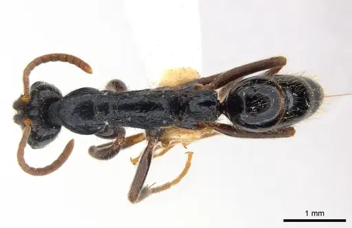 Leptogenys pubiceps - CASENT0217026