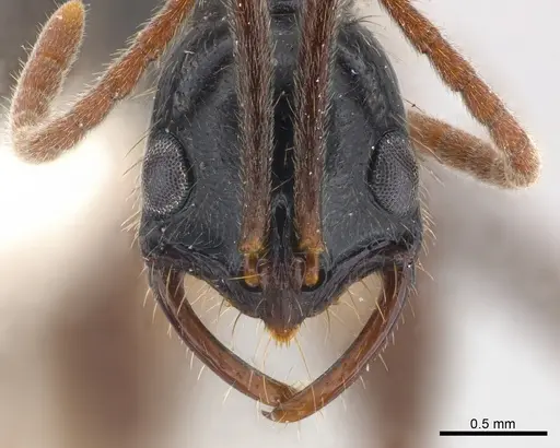 Leptogenys pubiceps - CASENT0217026