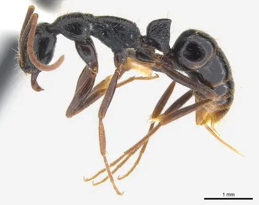 Leptogenys pubiceps - CASENT0217026