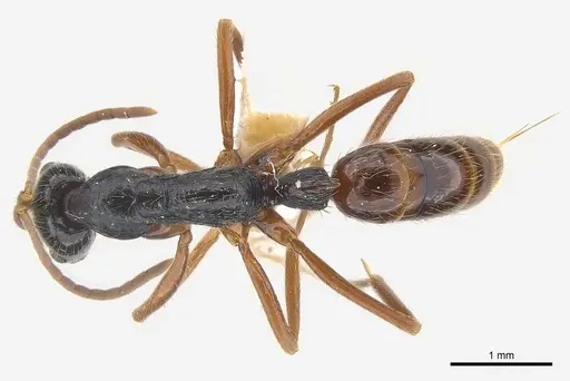 Leptogenys pubiceps - CASENT0217027