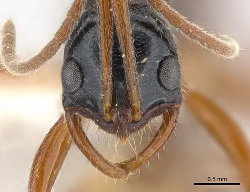 Leptogenys pubiceps - CASENT0217027