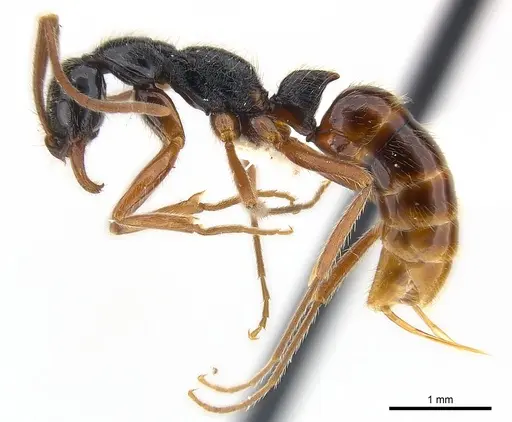 Leptogenys pubiceps - CASENT0217027