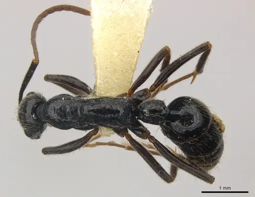 Leptogenys pubiceps - CASENT0217028