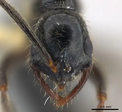 Leptogenys pubiceps - CASENT0217028