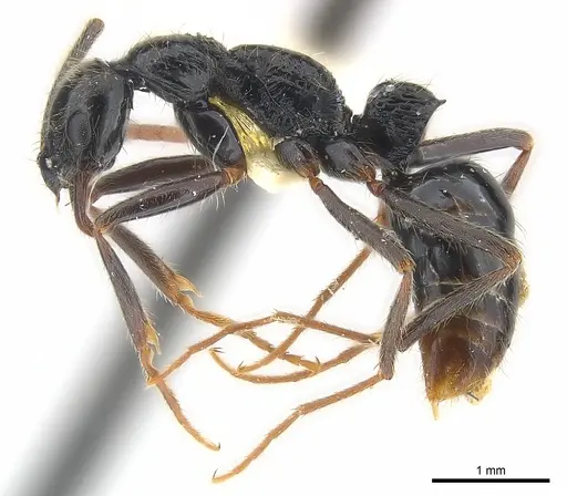 Leptogenys pubiceps - CASENT0217028