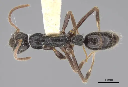 Leptogenys pubiceps - CASENT0248759