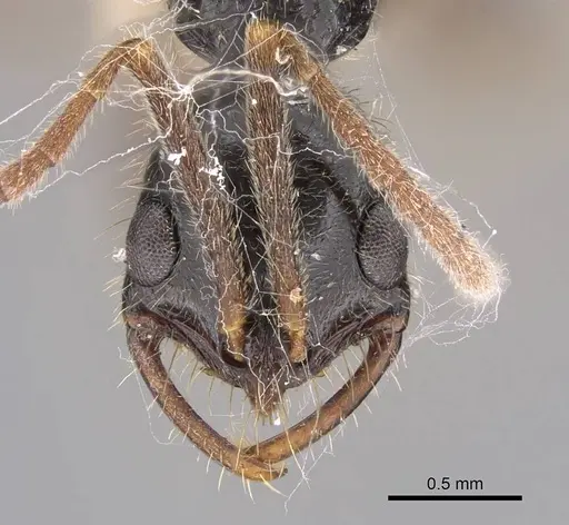 Leptogenys pubiceps - CASENT0248759