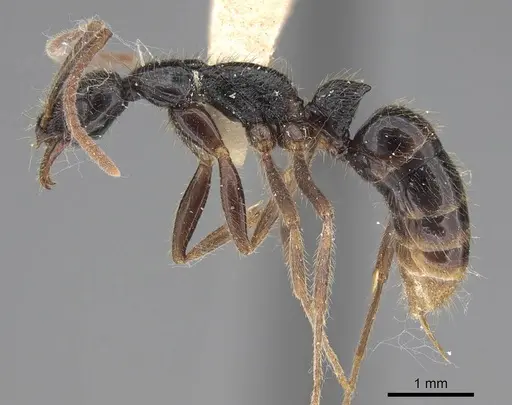 Leptogenys pubiceps - CASENT0248759