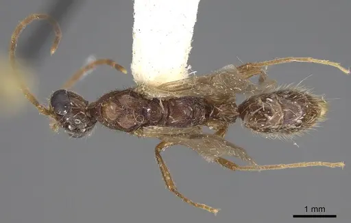 Leptogenys pubiceps - CASENT0248760