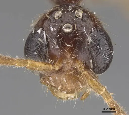 Leptogenys pubiceps - CASENT0248760