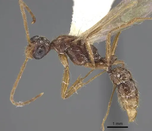 Leptogenys pubiceps - CASENT0248760