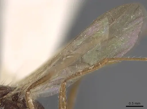 Leptogenys pubiceps - CASENT0248760